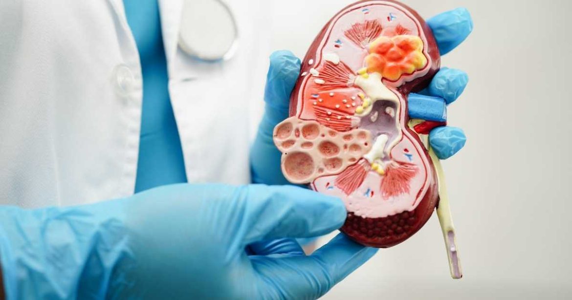What Your Kidney Numbers Mean: eGFR, Creatinine, and Urine Protein